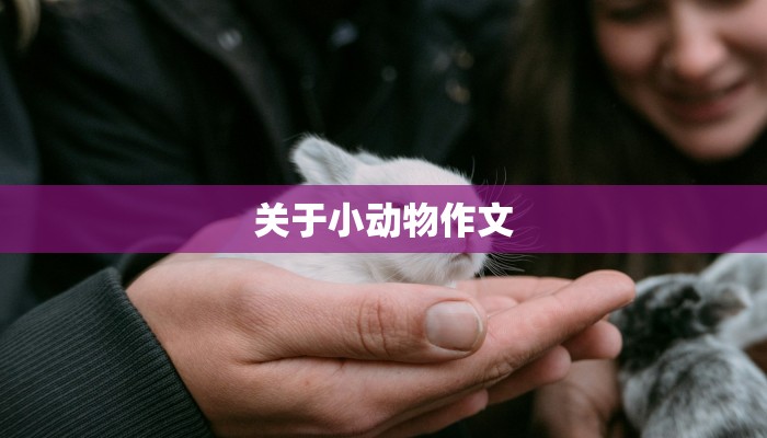 关于小动物作文