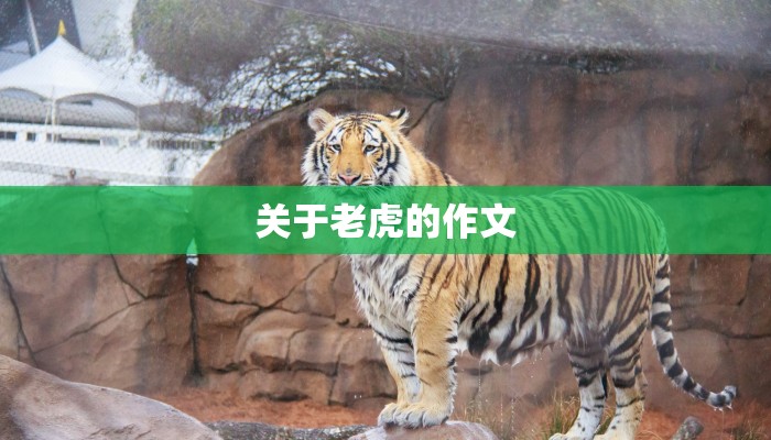 关于老虎的作文