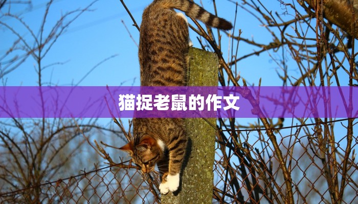 猫捉老鼠的作文