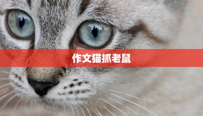 作文猫抓老鼠