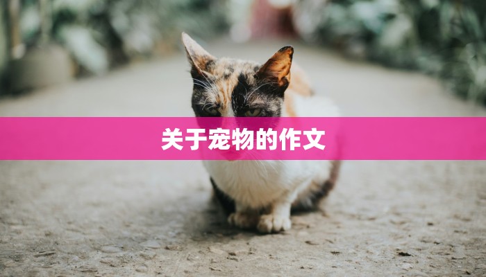 关于宠物的作文